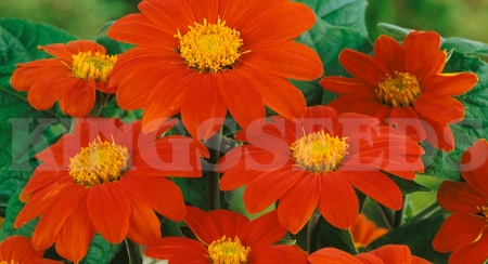 Picture for category Tithonia